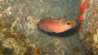 200 Crénilabre de Méditerranée (Symphodus mediterraneus)